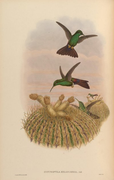 Hypuroptila melanorrhoa = Chalybura urochrysia - John Gould